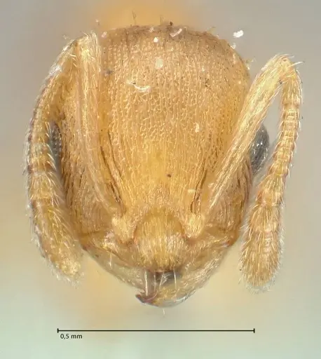 Temnothorax curvispinosus specimen FOCOL2040 image focol2040_2