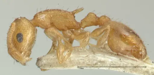 Temnothorax curvispinosus specimen FOCOL2040 image focol2040_3
