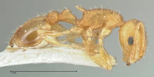 Temnothorax curvispinosus specimen FOCOL2040 image focol2040_4