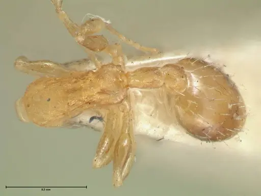 Temnothorax curvispinosus specimen FOCOL2041 image focol2041_1