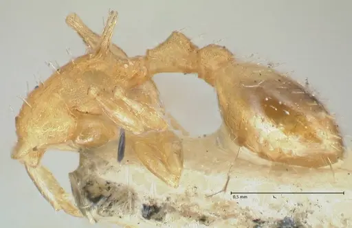 Temnothorax curvispinosus specimen FOCOL2041 image focol2041_2