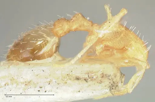 Temnothorax curvispinosus specimen FOCOL2041 image focol2041_3
