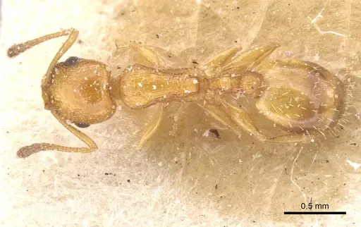 Temnothorax cypridis specimen CASENT0912914 image casent0912914_1