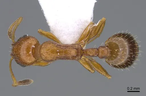 Temnothorax cypridis specimen CASENT0923704 image casent0923704_1