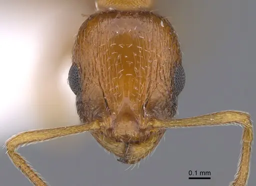 Temnothorax cypridis specimen CASENT0923704 image casent0923704_2
