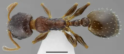 Temnothorax daidalosi specimen CASENT0845904 image casent0845904_1