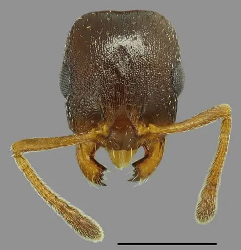 Temnothorax daidalosi specimen CASENT0845904 image casent0845904_2