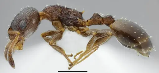 Temnothorax daidalosi specimen CASENT0845904 image casent0845904_3