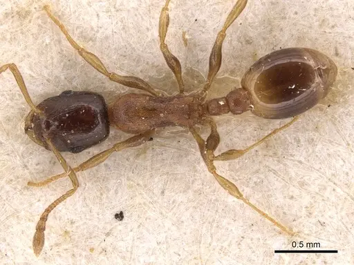 Temnothorax desioi specimen CASENT0904558 image casent0904558_1