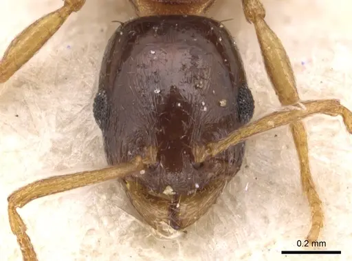 Temnothorax desioi specimen CASENT0904558 image casent0904558_2
