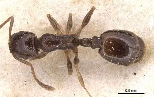 Temnothorax desioi specimen CASENT0904559 image casent0904559_1