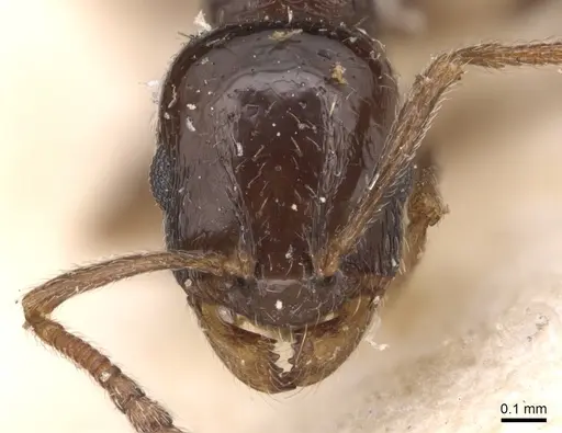 Temnothorax desioi specimen CASENT0904559 image casent0904559_2