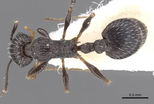 Temnothorax ditifet specimen CASENT0912924 image casent0912924_1