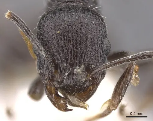 Temnothorax ditifet specimen CASENT0912924 image casent0912924_2