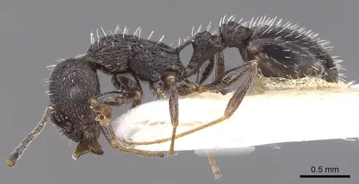 Temnothorax ditifet specimen CASENT0912924 image casent0912924_3