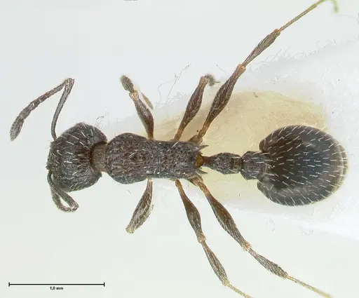 Temnothorax ditifet specimen FOCOL1818 image focol1818_1