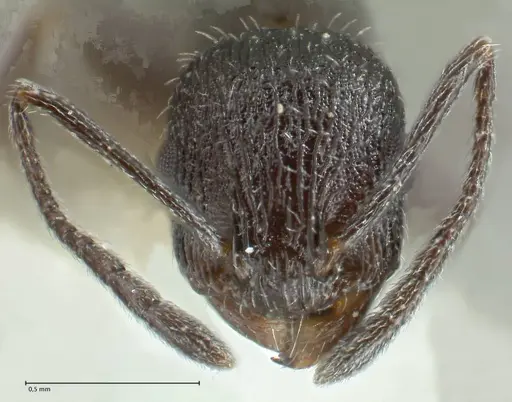 Temnothorax ditifet specimen FOCOL1818 image focol1818_2