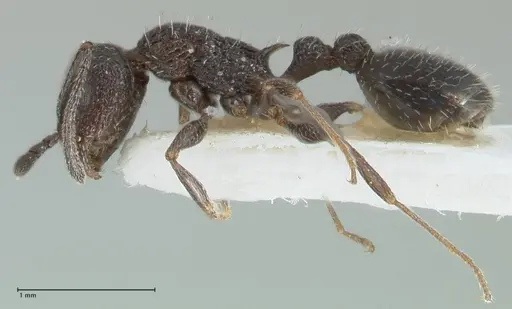 Temnothorax ditifet specimen FOCOL1818 image focol1818_3