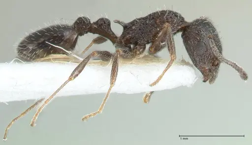 Temnothorax ditifet specimen FOCOL1818 image focol1818_4