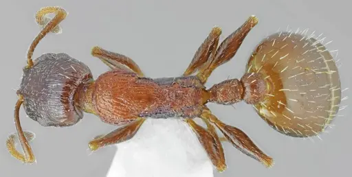 Temnothorax dlusskyi specimen ANTWEB1008961 image antweb1008961_1
