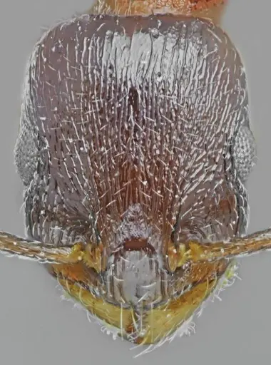 Temnothorax dlusskyi specimen ANTWEB1008961 image antweb1008961_2