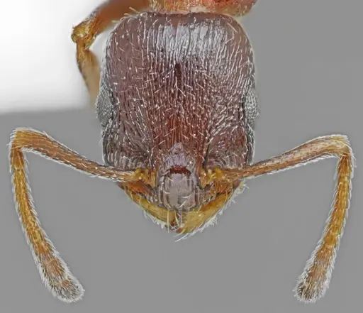 Temnothorax dlusskyi specimen ANTWEB1008961 image antweb1008961_3