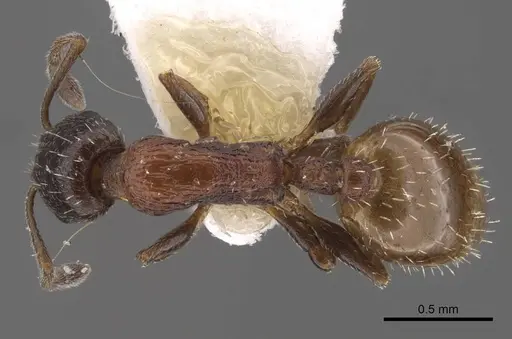 Temnothorax dlusskyi specimen CASENT0917466 image casent0917466_1