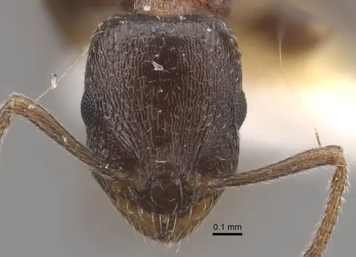 Temnothorax dlusskyi specimen CASENT0917466 image casent0917466_3