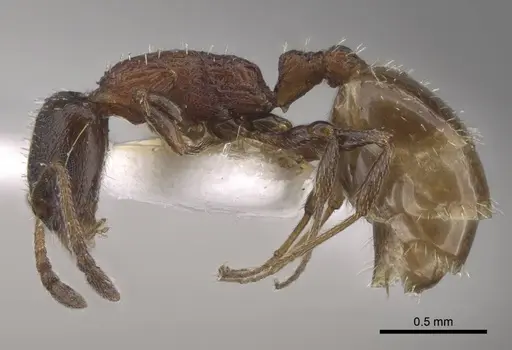 Temnothorax dlusskyi specimen CASENT0917466 image casent0917466_4