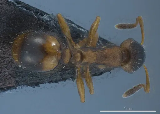 Temnothorax duloticus specimen ANTWEB1008479 image antweb1008479_1