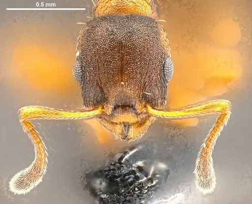Temnothorax duloticus specimen ANTWEB1008479 image antweb1008479_4