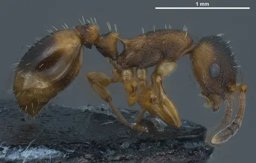 Temnothorax duloticus specimen ANTWEB1008479 image antweb1008479_5