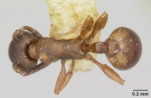 Temnothorax duloticus specimen CASENT0103163 image casent0103163_1