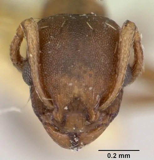 Temnothorax duloticus specimen CASENT0103163 image casent0103163_2