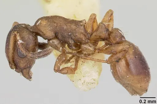 Temnothorax duloticus specimen CASENT0103163 image casent0103163_3