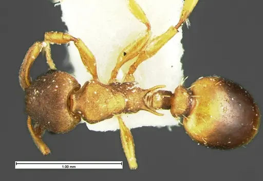 Temnothorax duloticus specimen CASENT0105626 image casent0105626_1