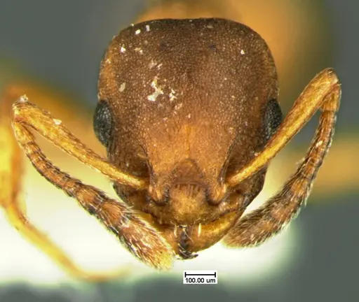 Temnothorax duloticus specimen CASENT0105626 image casent0105626_2