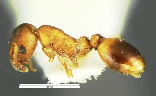 Temnothorax duloticus specimen CASENT0105626 image casent0105626_3