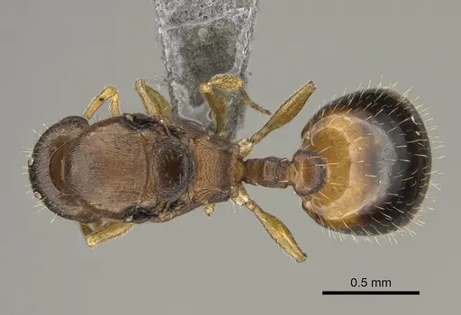 Temnothorax duloticus specimen CASENT0923374 image casent0923374_1