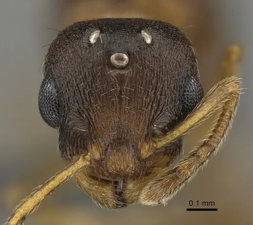 Temnothorax duloticus specimen CASENT0923374 image casent0923374_2