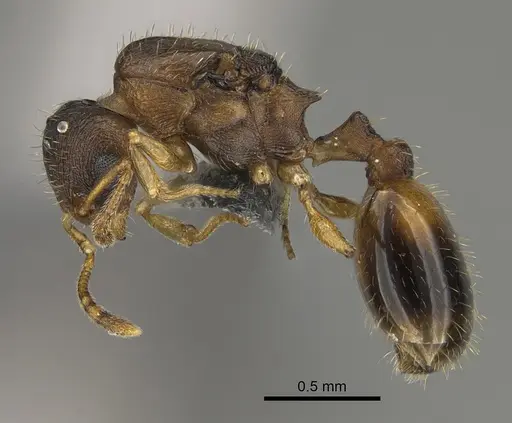 Temnothorax duloticus specimen CASENT0923374 image casent0923374_3
