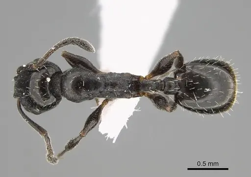 Temnothorax elmenshawyi specimen CASENT0922350 image casent0922350_1