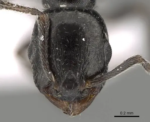 Temnothorax elmenshawyi specimen CASENT0922350 image casent0922350_2