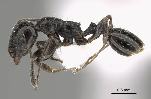 Temnothorax elmenshawyi specimen CASENT0922350 image casent0922350_3