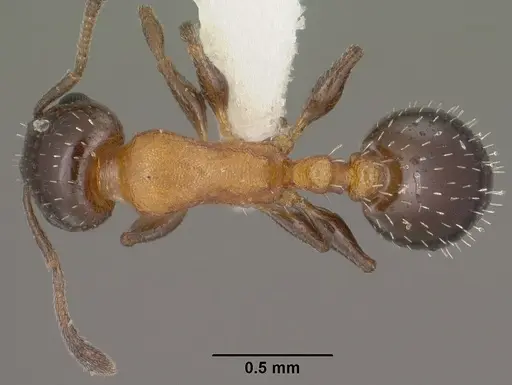 Temnothorax emmae specimen CASENT0102836 image casent0102836_1
