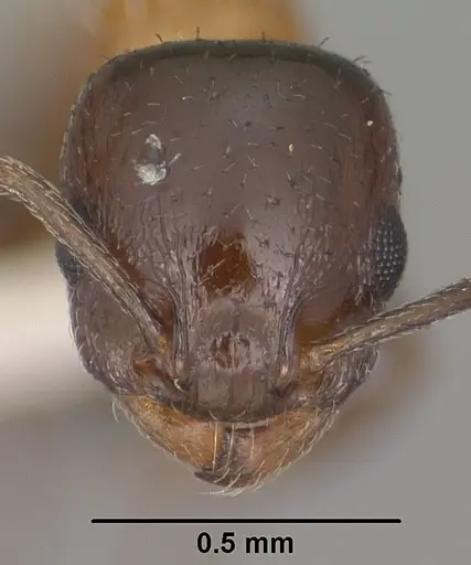 Temnothorax emmae specimen CASENT0102836 image casent0102836_2