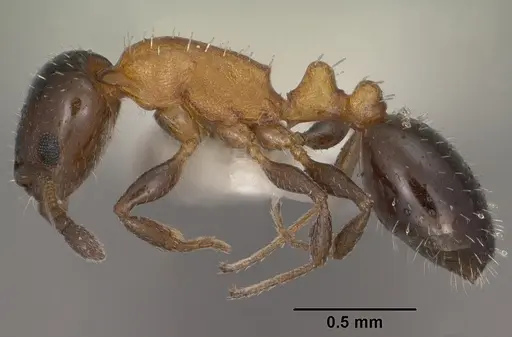 Temnothorax emmae specimen CASENT0102836 image casent0102836_3