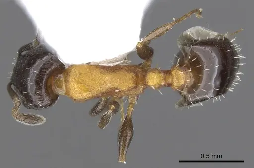 Temnothorax emmae specimen CASENT0901792 image casent0901792_1