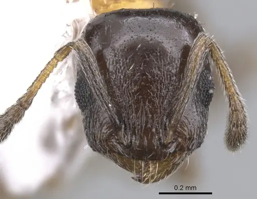 Temnothorax emmae specimen CASENT0901792 image casent0901792_2