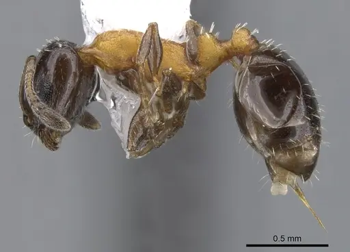 Temnothorax emmae specimen CASENT0901792 image casent0901792_3